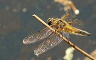 Four-spotted Chaser (Male, Libellula quadrimaculata)